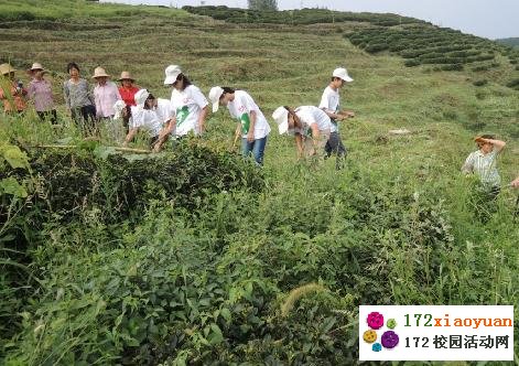 情系茶农 走进西乡-西北农林科大赴西乡茶叶基地