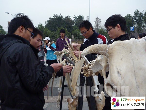 【重口味】骨骼拼装大赛—拼出生命的色彩