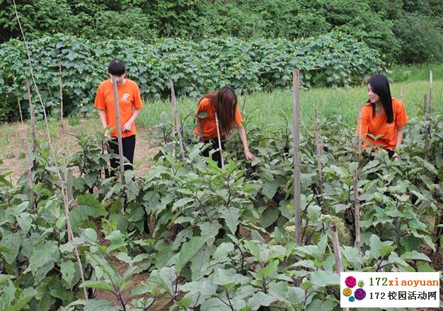 大学生暑期社会实践队践行生态环保，感悟民俗魅力