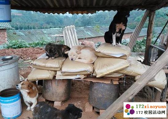 “爱之家”冬日关爱流浪猫狗活动